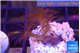 Parazoanthus gracilis 3 polyps WYSIWYG acclimaté