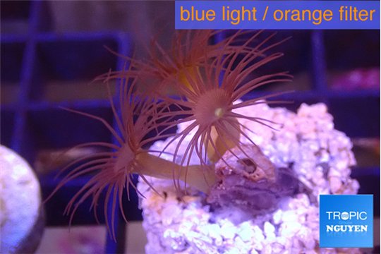 Parazoanthus gracilis 3 polyps WYSIWYG acclimaté