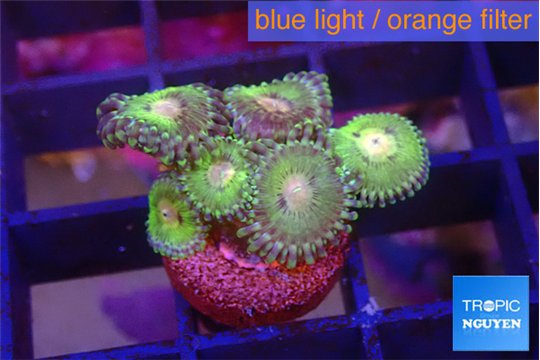 Zoanthus pink golden 2-4 cm WYSIWYG acclimaté