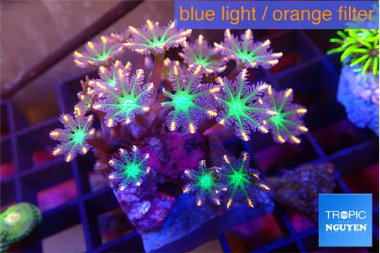 Clavularia papaya fire works 4-6 cm WYSIWYG acclimaté