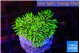 Pachyclavularia full neon green 2-3 cm WYSIWYG acclimaté