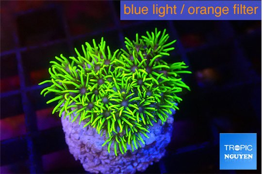 Pachyclavularia full neon green 2-3 cm WYSIWYG acclimaté