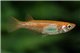 Oryzias latipes sparkled orange medaka 1,5-2 cm
