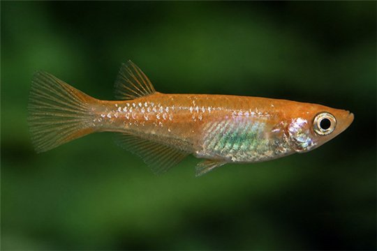 Oryzias latipes sparkled orange medaka 1,5-2 cm
