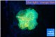 Rhodactis green lemon 1 polyp WYSIWYG acclimaté