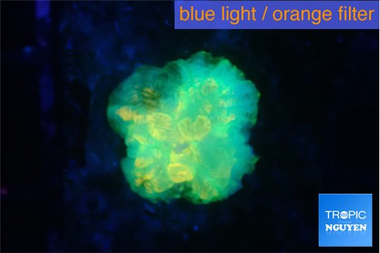 Rhodactis green lemon 1 polyp WYSIWYG acclimaté