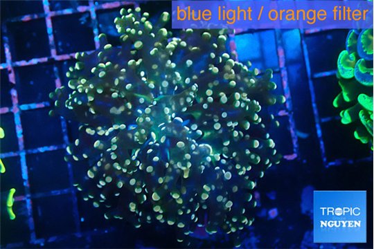 Euphyllia yaeyamaensis purple mango 4-6 cm WYSIWYG acclimaté