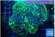 Euphyllia ancora reverse green gold purple 8-12 cm WYSIWYG acclimaté