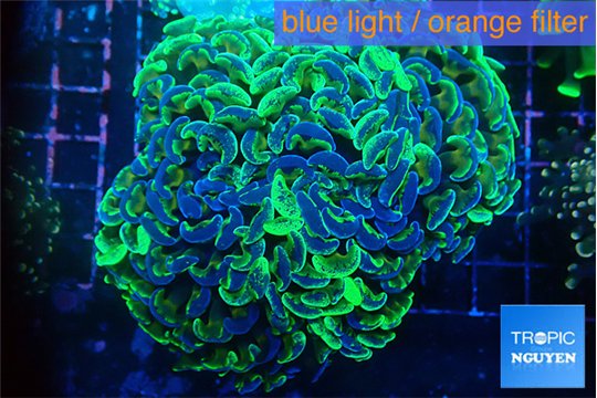 Euphyllia ancora reverse green gold purple 8-12 cm WYSIWYG acclimaté