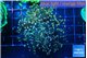 Euphyllia yaeyamaensis purple mango 4-6 cm WYSIWYG acclimaté