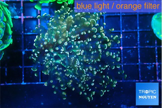 Euphyllia yaeyamaensis purple mango 4-6 cm WYSIWYG acclimaté