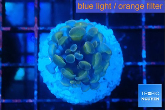 Euphyllia Paraancora purple pink 2-3 cm WYSIWYG acclimaté
