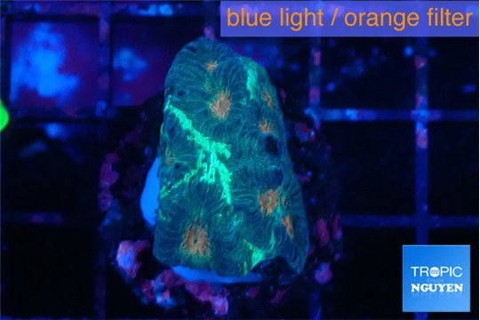Favia orange green 2-3 cm WYSIWYG acclimaté