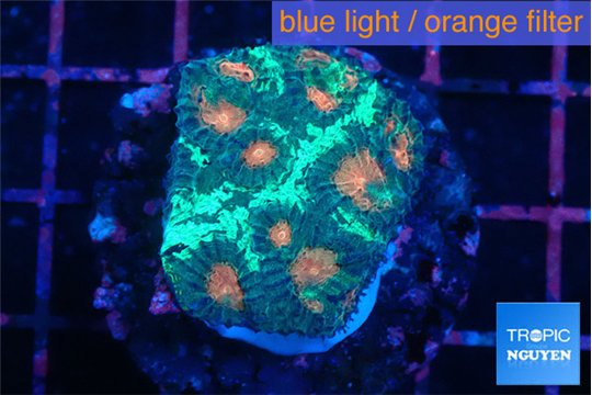 Favia orange green 3-4 cm WYSIWYG acclimaté