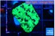 Favia reverse green 3-4 cm WYSIWYG acclimaté