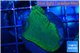 Montipora green & purple blue polyps 3-4 cm WYSIWYG acclimaté