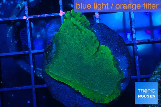 Montipora green & purple blue polyps 3-4 cm WYSIWYG acclimaté