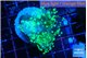 Euphyllia yaeyamaensis green 4-6 cm WYSIWYG acclimaté