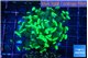 Euphyllia parancora glow tip 4-6 cm WYSIWYG acclimaté