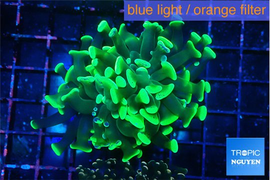 Euphyllia parancora glow tip 4-6 cm WYSIWYG acclimaté
