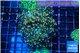 Euphyllia yaeyamaensis purple mango 5-7 cm WYSIWYG acclimaté