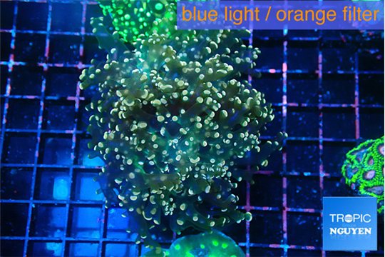 Euphyllia yaeyamaensis purple mango 5-7 cm WYSIWYG acclimaté