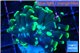 Euphyllia parancora glow tip 3-5 cm WYSIWYG acclimaté