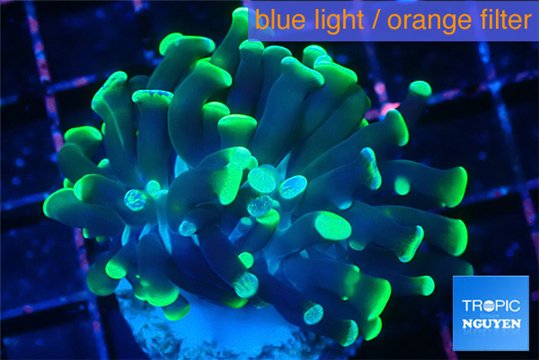 Euphyllia parancora glow tip 3-5 cm WYSIWYG acclimaté