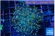 Euphyllia yaeyamaensis purple mango 4-6 cm WYSIWYG acclimaté