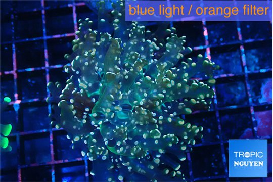 Euphyllia yaeyamaensis purple mango 4-6 cm WYSIWYG acclimaté