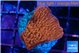 Montipora death spiral 3-4 cm WYSIWYG acclimaté