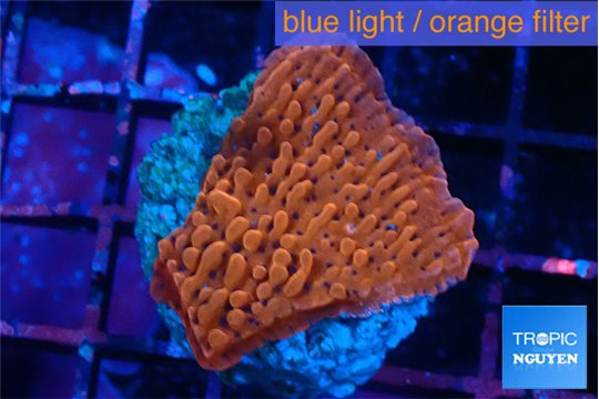 Montipora death spiral 3-4 cm WYSIWYG acclimaté