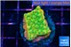 Montipora kaboom 3-4 cm WYSIWYG acclimaté