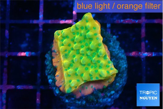 Montipora kaboom 3-4 cm WYSIWYG acclimaté
