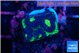 Favia green dragon 2-3 cm WYSIWYG acclimaté