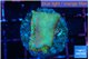 Montipora red fire forest 3-4 cm WYSIWYG acclimaté