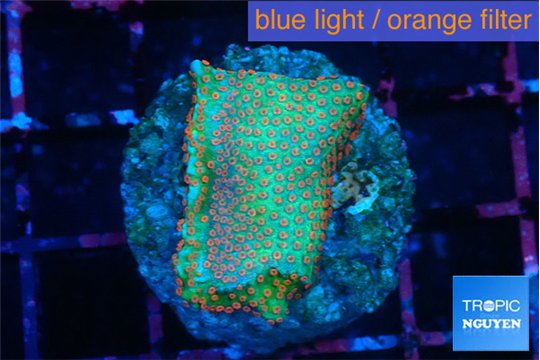 Montipora red fire forest 3-4 cm WYSIWYG acclimaté