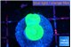 Caulastrea neon green 2 polyps WYSIWYG acclimaté