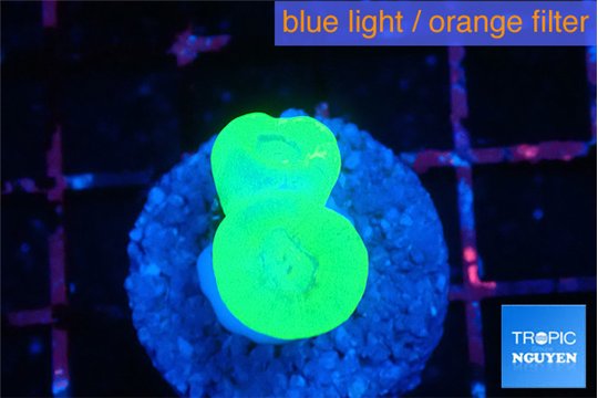 Caulastrea neon green 2 polyps WYSIWYG acclimaté