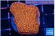 Montipora death spiral 3-4 cm WYSIWYG acclimaté