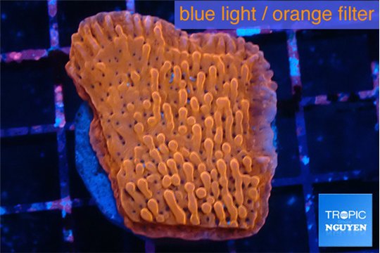 Montipora death spiral 3-4 cm WYSIWYG acclimaté
