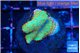 Montipora red fire forest 3-4 cm WYSIWYG acclimaté