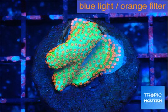 Montipora red fire forest 3-4 cm WYSIWYG acclimaté