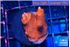Montipora digitata bubble gum 3-4 cm WYSIWYG acclimaté