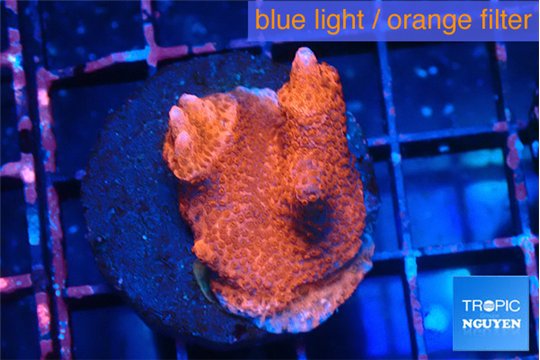 Montipora digitata bubble gum 3-4 cm WYSIWYG acclimaté