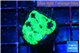 Favia reverse green 3 cm WYSIWYG acclimaté