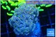 Euphyllia paraancora white ivory 3-6 cm WYSIWYG acclimaté