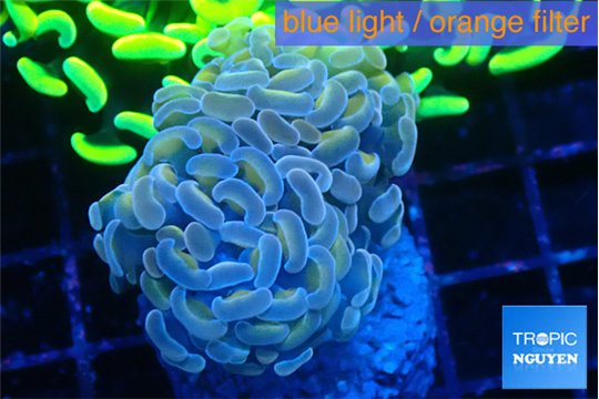 Euphyllia paraancora white ivory 3-6 cm WYSIWYG acclimaté