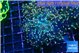 Euphyllia yaeyamaensis purple mango 4-6 cm WYSIWYG acclimaté