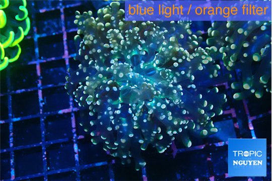 Euphyllia yaeyamaensis purple mango 4-6 cm WYSIWYG acclimaté